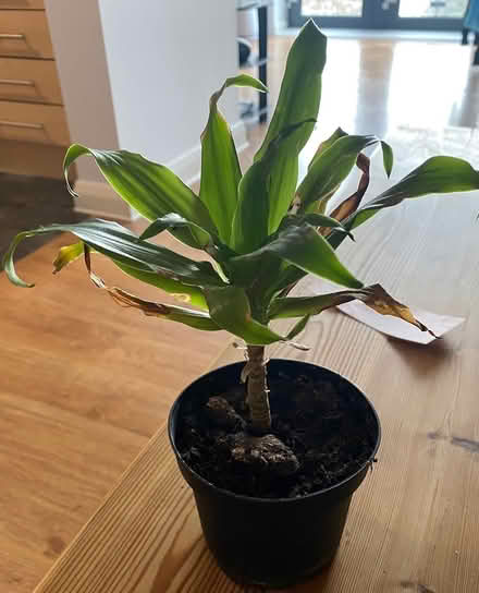 Photo of free Yucca plant (W3) #2