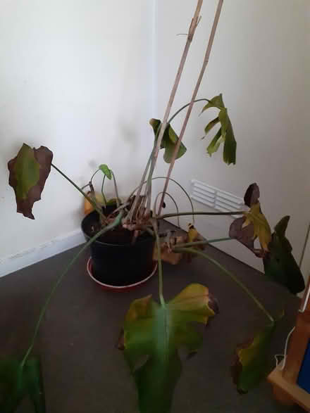 Photo of free Plants (MK18 Winslow) #2