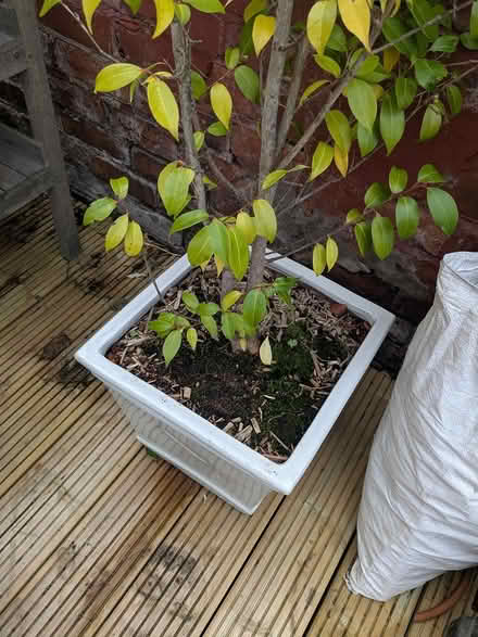 Photo of free Two camellia plants (M32 stretford) #3