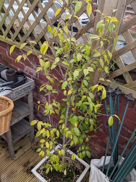 Photo of free Two camellia plants (M32 stretford) #2