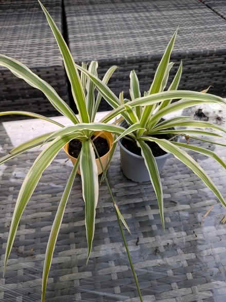 Photo of free 2x spider plants (M33) #1
