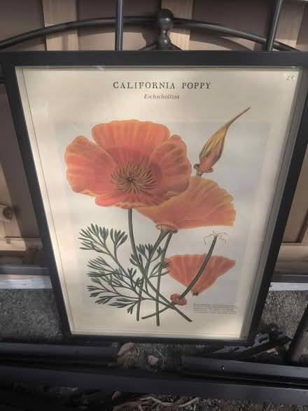 Photo of free Print. 2'x3' California Poppy (Concord) #1