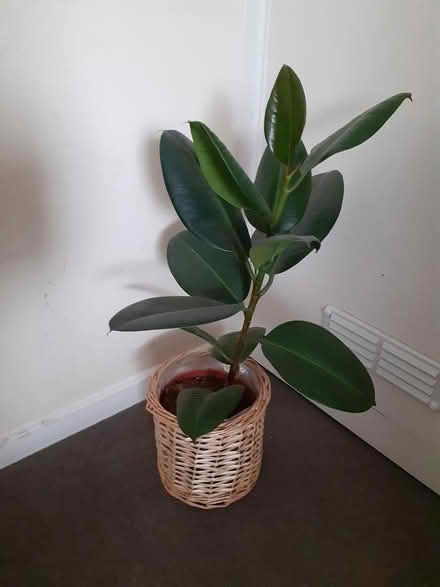Photo of free Plants (MK18 Winslow) #1