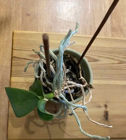 Photo of free Orchid plant (W3) #2