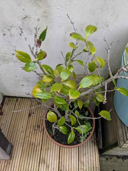 Photo of free Two camellia plants (M32 stretford) #1