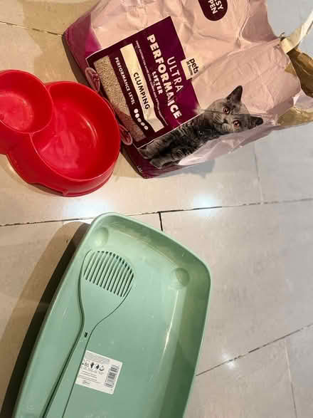 Photo of free Cat Supplies (Wembley and surrounding areas) #3