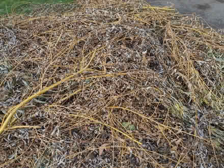 Photo of free Weeping willow branches for crafts or pets (Pokesdown BH5) #3