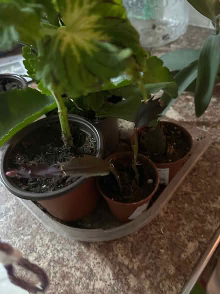 Photo of free House plants (Chilwell NG9) #2