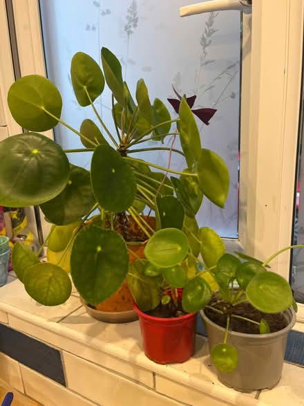 Photo of free Money plants (Waterlooville PO7) #1