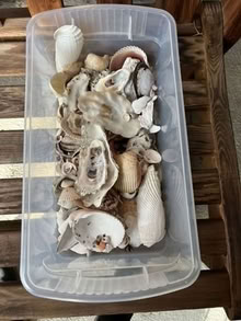 Photo of free Sea Shells (Moutain View near San Antonio) #1