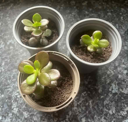 Photo of free Money tree plants (Bromley BR2) #1