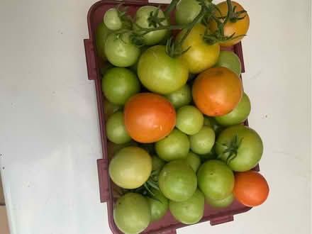 Photo of free Green tomatoes (Great Rollright OX7) #1