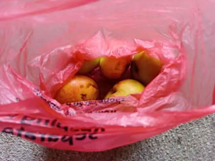 Photo of free Cooking Apples (Harrogate. HG1.) #1