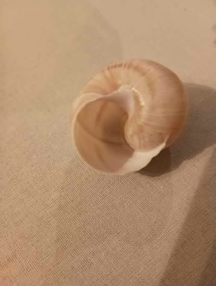 Photo of free Large snail shells (Greenwood near 83rd) #3