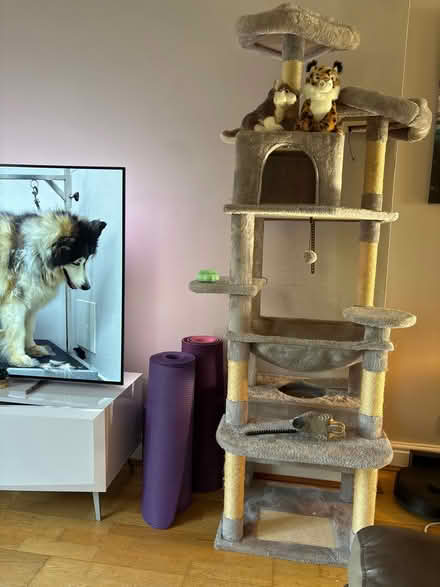Photo of free Over 6ft cat tree (CB10 2bn) #1