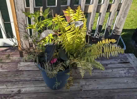 Photo of free Indoor plants (St Claire Gardens) #1