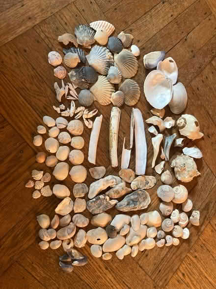 Photo of free Gallon bag of sesshells (Petworth/ Park View) #1