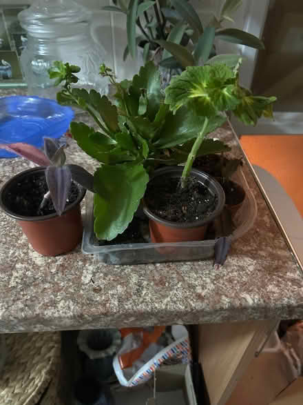 Photo of free House plants (Chilwell NG9) #1