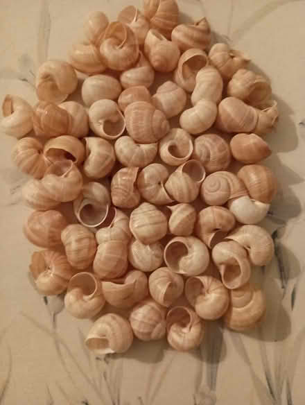 Photo of free Large snail shells (Greenwood near 83rd) #1