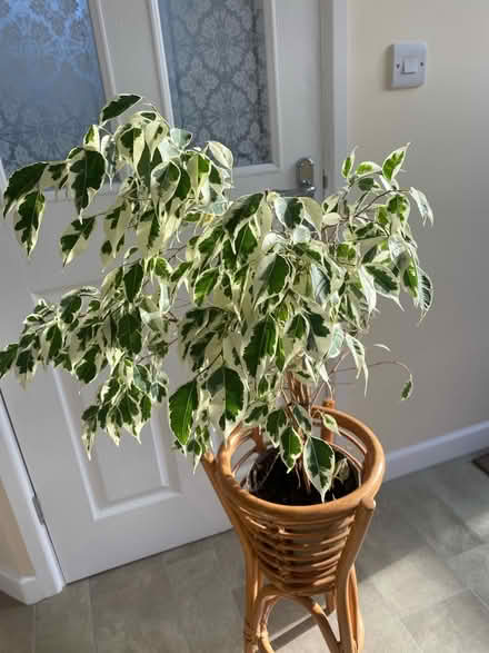 Photo of free Weeping Fig plant(ficus) (Harrogate HG1) #2