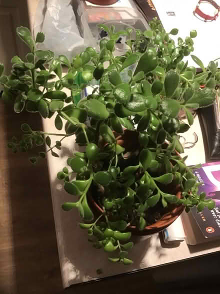 Photo of free Bears Paw . Indoor plant (Wescott RG40) #1
