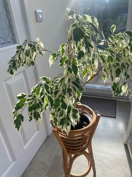 Photo of free Weeping Fig plant(ficus) (Harrogate HG1) #1