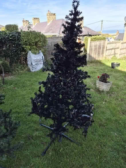 Photo of free Black Christmas Tree (Gwespyr CH8) #1