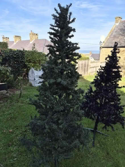 Photo of free Green Christmas Tree (Gwespyr CH8) #1