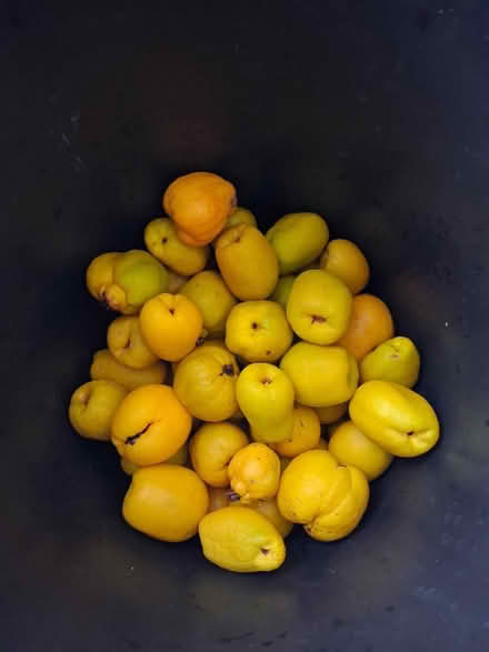 Photo of free A bag of quince (Southdown BA2) #1