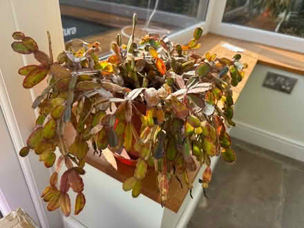 Photo of free House plant - cactus (Norton Lees S8) #1
