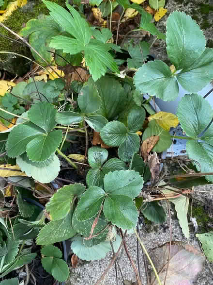 Photo of free Strawberry plants, multiple (Nether Edge S7) #3