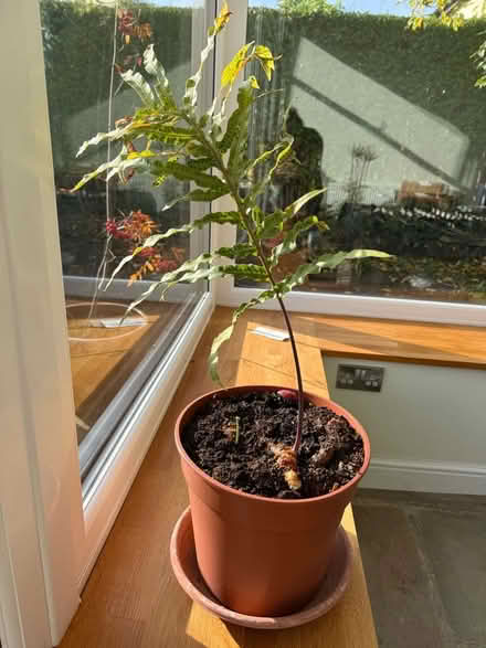 Photo of free Houseplant - fern (Norton Lees S8) #1