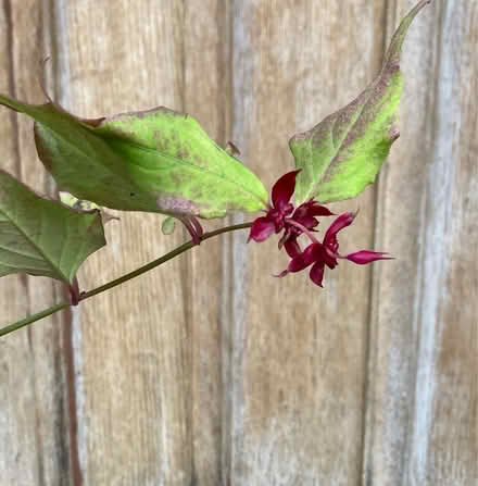 Photo of free A Himalayan honeysuckle plant (Westbury on Trym BS9) #2
