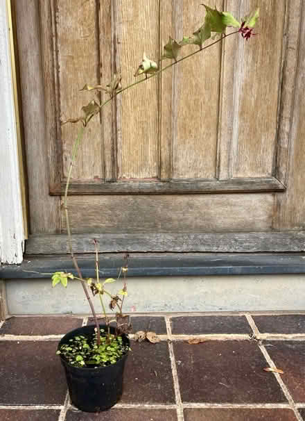 Photo of free A Himalayan honeysuckle plant (Westbury on Trym BS9) #1