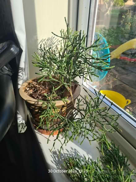 Photo of free Pencil Cactus Cuttings (Elborough BS24) #2