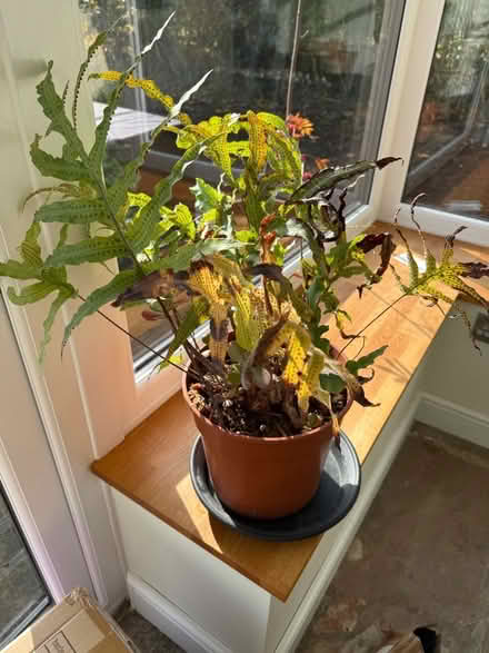 Photo of free Houseplant - fern & money tree (Norton Lees S8) #1