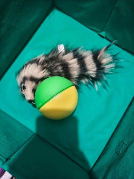 Photo of free Toys for pet (Bradwell common MK13) #2