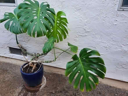 Photo of free Philodendron live plant (DeAnza Blvd - Stvns Crk & 280) #1