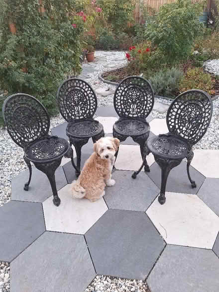 Photo of free 4 Bistro chairs for patio/Garden (puppy not included) (Sherrard's Green WR14) #1