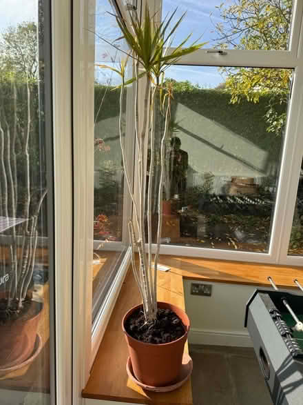 Photo of free House plant - Dragon Tree (Norton Lees S8) #1