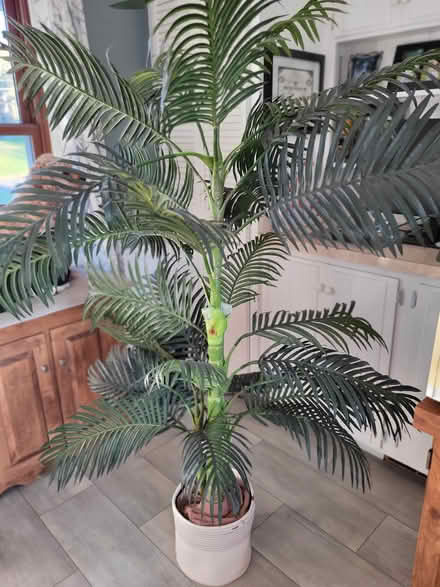 Photo of free 5 ft artificial palm tree (Broad Brook area of E. Windsor) #1