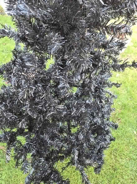 Photo of free Black Christmas Tree (Gwespyr CH8) #2