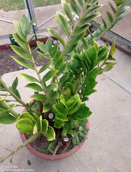 Photo of free ZZ plant (Bilton Harrogate HG1) #2