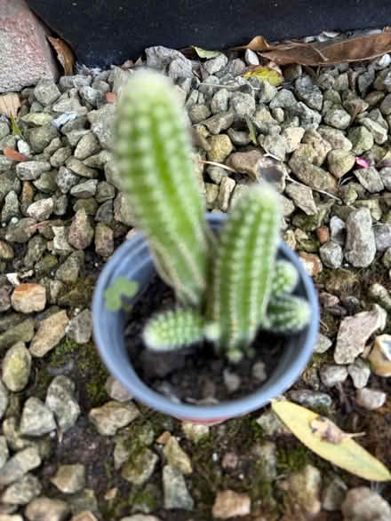 Photo of free Peanut cacti (Westbury Wilts BA13) #1