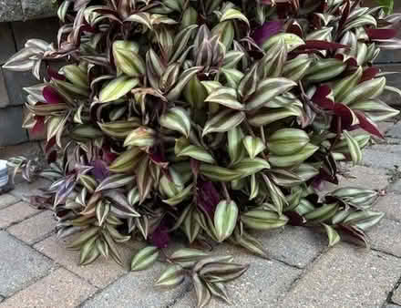 Photo of free Wandering Dude Flower clippings (Mayfair Place, Crofton) #1