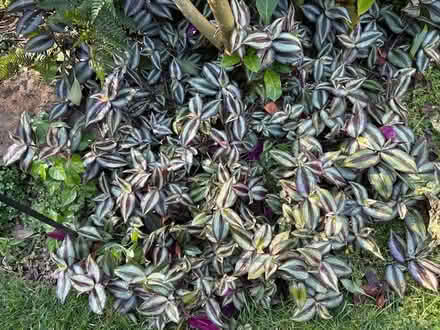 Photo of free Wandering Dude Flower clippings (Mayfair Place, Crofton) #2