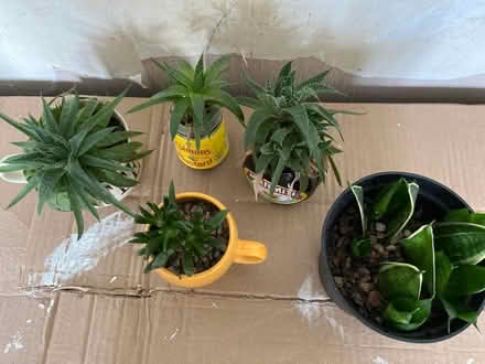 Photo of free Succulents and Snake Plant Cuttings (gatley SK8) #2