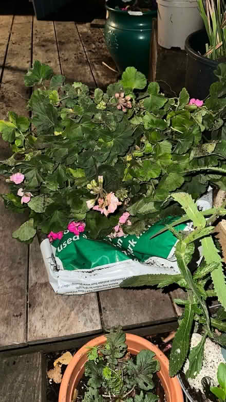 Photo of free Un Potted Geraniums (Streatham Hill SW2) #1