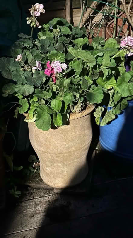 Photo of free Un Potted Geraniums (Streatham Hill SW2) #4