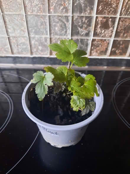 Photo of free Small Pink Japanese anemone cutting (Morden SM4) #4